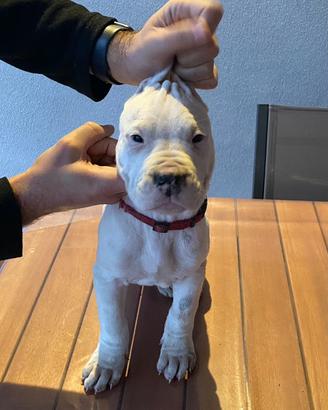 Cuccioli dogo argentino