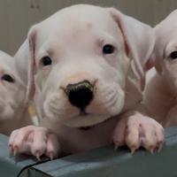 Cuccioli dogo argentino