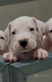 Cuccioli dogo argentino