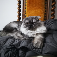 Gattina Scottish Fold pelo lungo di 9 mesi
