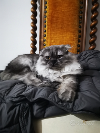 Gattina Scottish Fold pelo lungo di 9 mesi