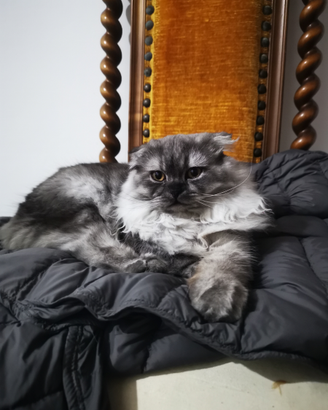 Gattina Scottish Fold pelo lungo di 9 mesi