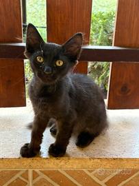 Gattini di 3 mesi