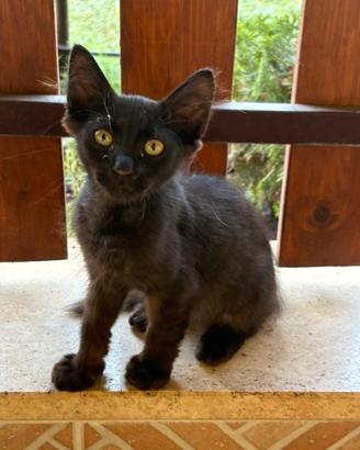 Gattini di 3 mesi