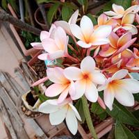 Talee Pomelia diverse varietà e colorazioni.