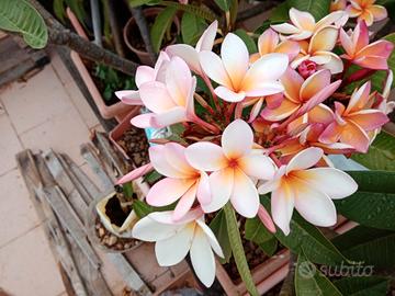 Talee Pomelia diverse varietà e colorazioni.