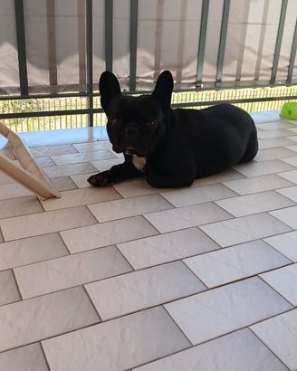 Bulldog francese