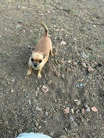 Chihuahua