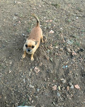 Chihuahua