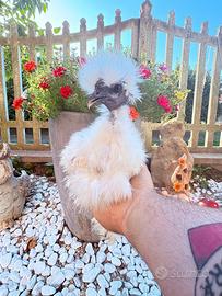 Gallina showgirl
