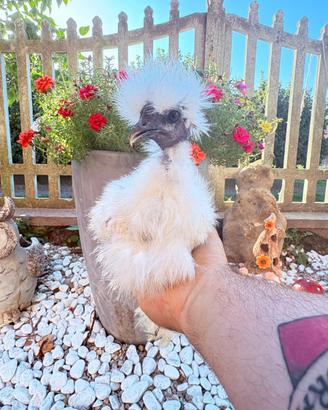 Gallina showgirl
