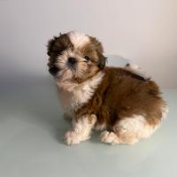 Shih tzu shihtzu maschio cucciolo bianco e rosso