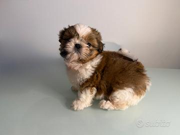 Shih tzu shihtzu maschio cucciolo bianco e rosso