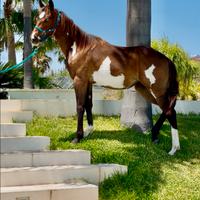 Paint Quarter Appaloosa allevamento
