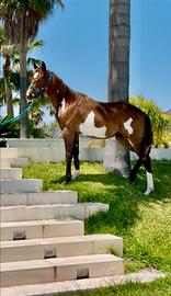 Paint Quarter Appaloosa allevamento