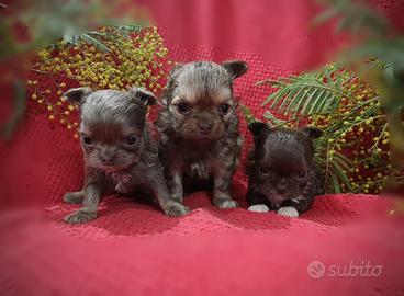 Cuccioli di CHIHUAHUA