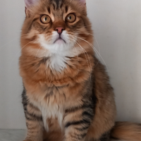 Maschetto siberiano 4 mesi è mezzo