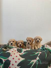 Cuccioli maschi Maltipoo mini
