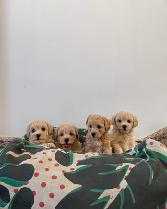 Cuccioli maschi Maltipoo mini
