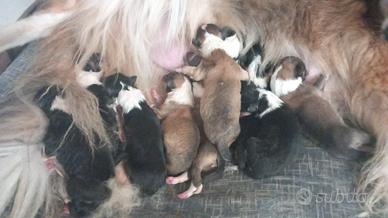 Cucciolata pastore scozzese collie