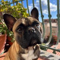 BullDog francese per Monta