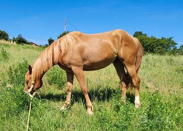 Puledra Arabo/Haflinger