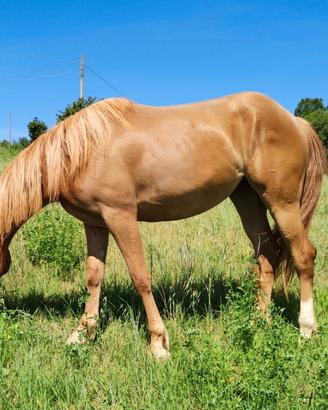 Puledra Arabo/Haflinger