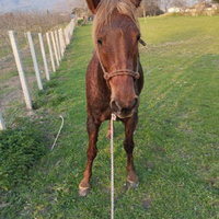 Cavalla derivata Quarter