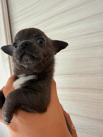 Chihuahua mini con pedrigree