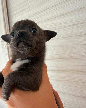 Chihuahua mini con pedrigree