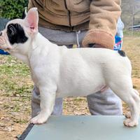 Bouledogue francese