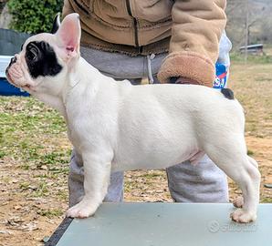 Bouledogue francese