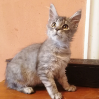 Maine Coon Silver pedigree