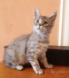 Maine Coon Silver pedigree