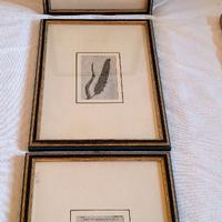 Stampe da libro di botanica