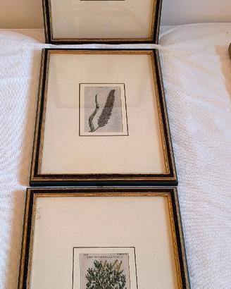 Stampe da libro di botanica