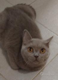 British Shorthair Lilac