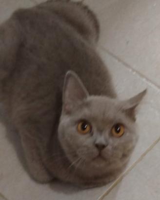 British Shorthair Lilac
