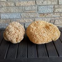 Spugne naturali di mare