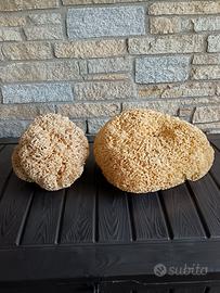 Spugne naturali di mare