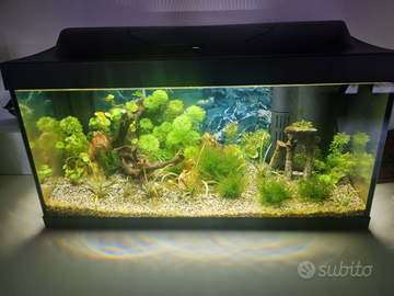 Acquario Tetra 54L