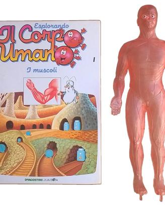 Il Corpo Umano n°1 I muscoli + modellino uomo