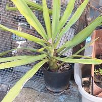 Pianta tronchetto della felicità 