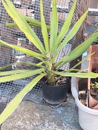 Pianta tronchetto della felicità 