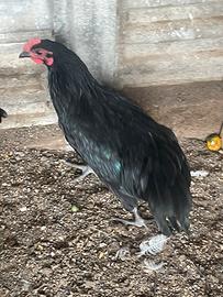 Galletto Australop