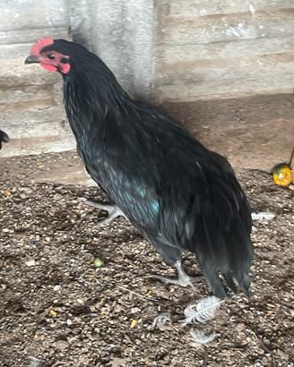Galletto Australop