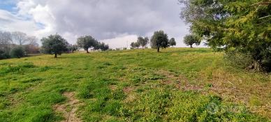 Terreno agricolo a chiesanuova di treia