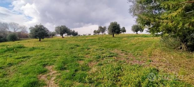 Terreno agricolo a chiesanuova di treia