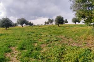 Terreno agricolo a chiesanuova di treia