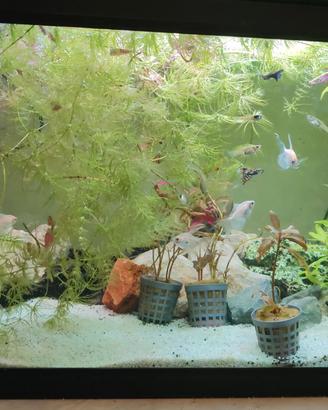 acquario 